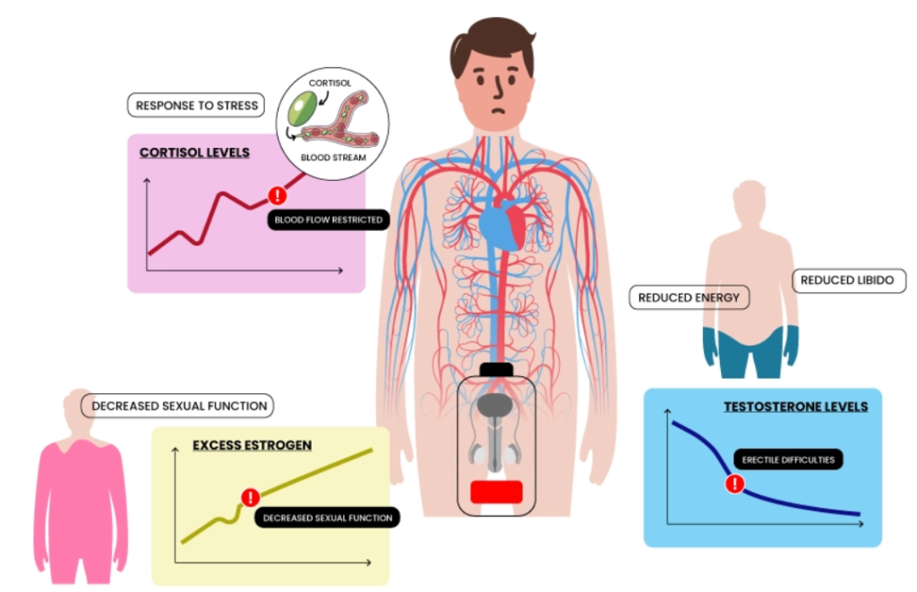 Infographic explaining how a testosterone supplement may support healthy testosterone levels alongside lifestyle factors that influence hormone balance.